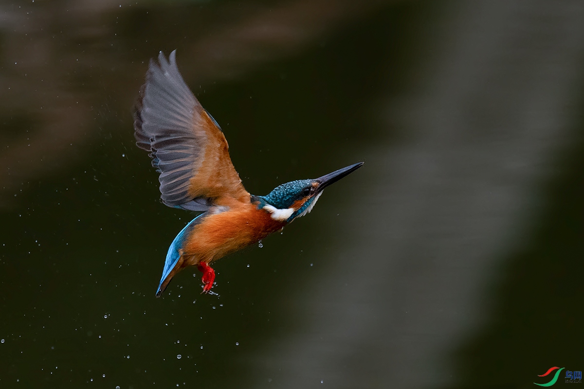 DSC_p8869.jpg