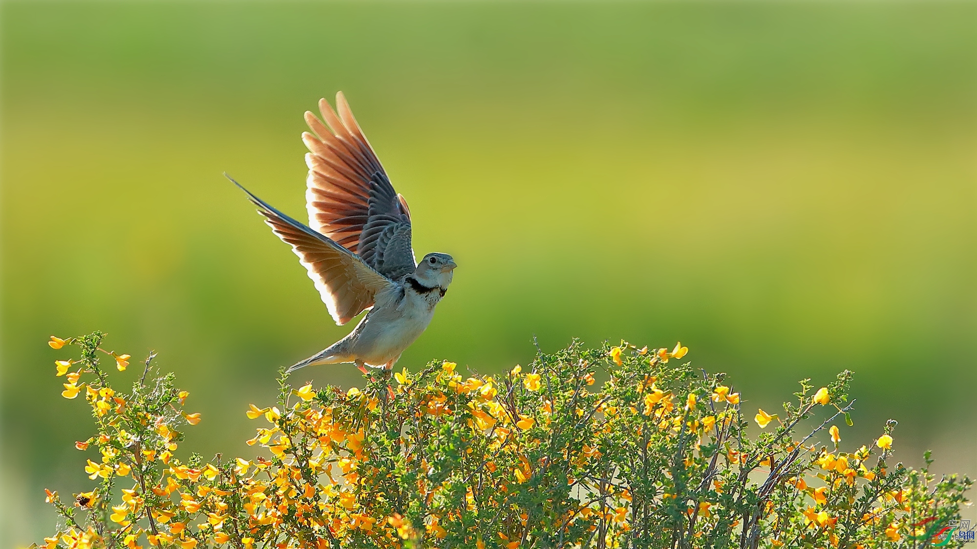 �½�����ӥ  ��ʦ��������.��.ά.��.��.���������ǵ���������.jpg