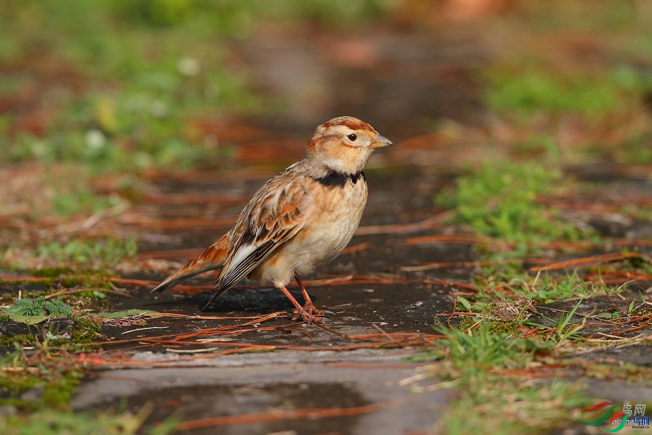 ǧţ�����ɽ�  ��ʦ�����ڽ���ʡ�����б�����.jpg