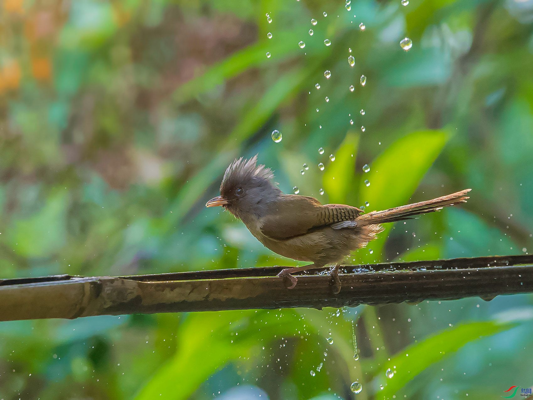 DSC_0960.jpg