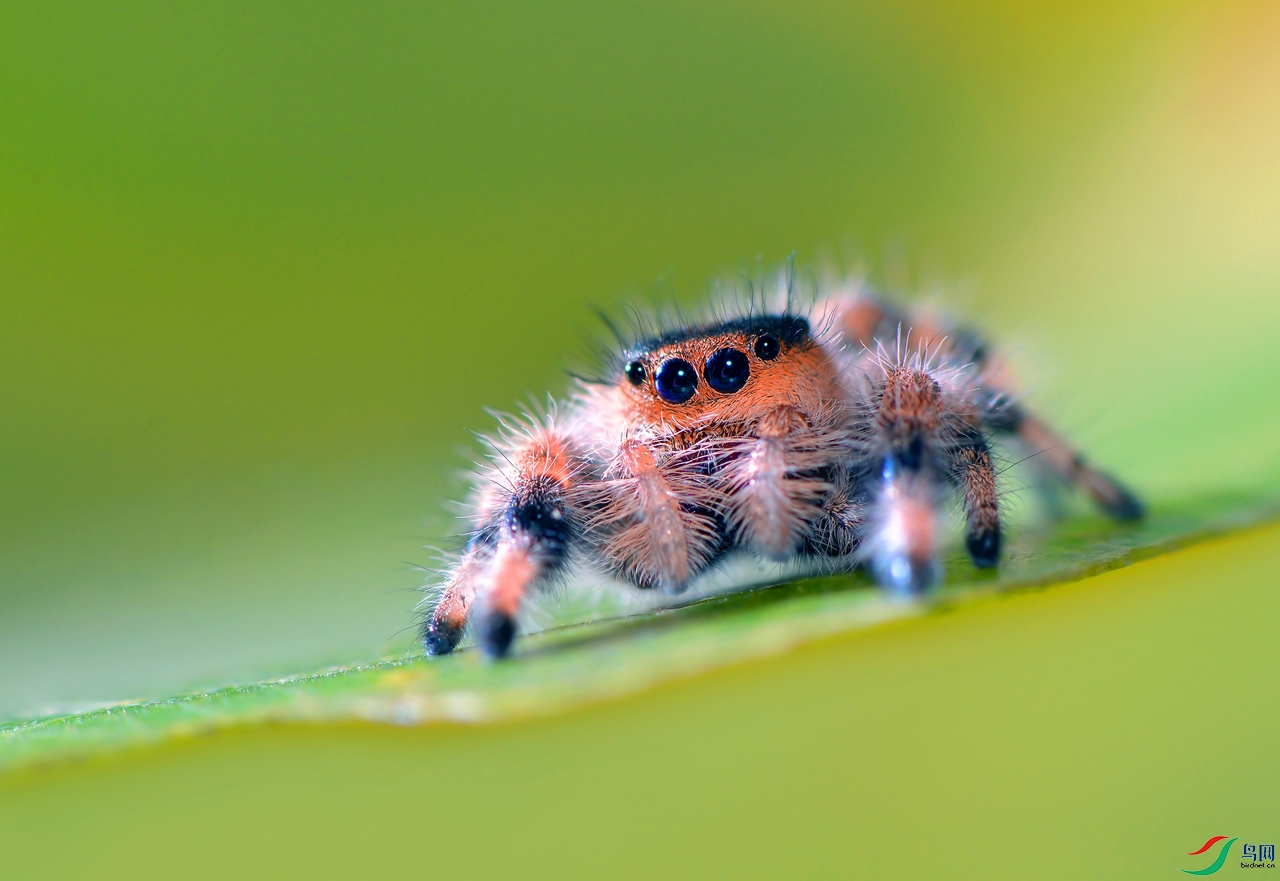 萌宠卢卡斯【贺获首页精华】