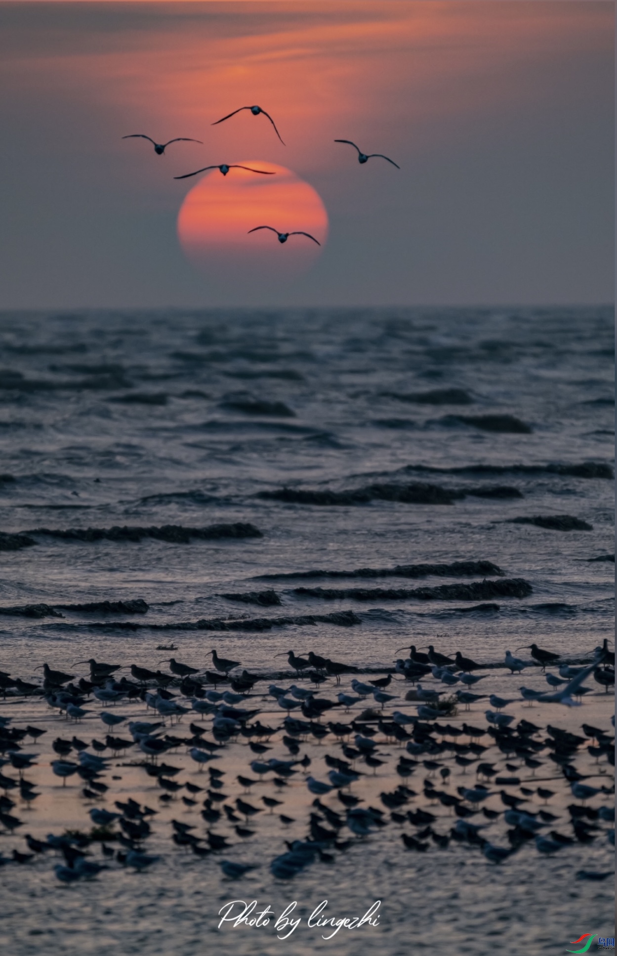 Ӫ������