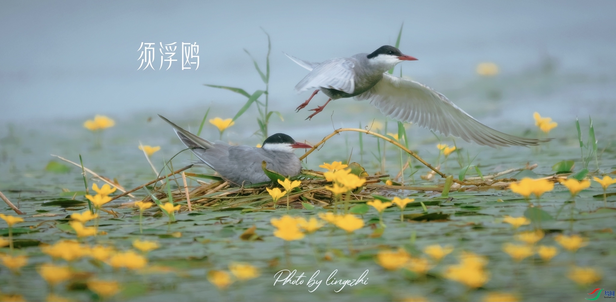 �ƻ����븡Ÿ