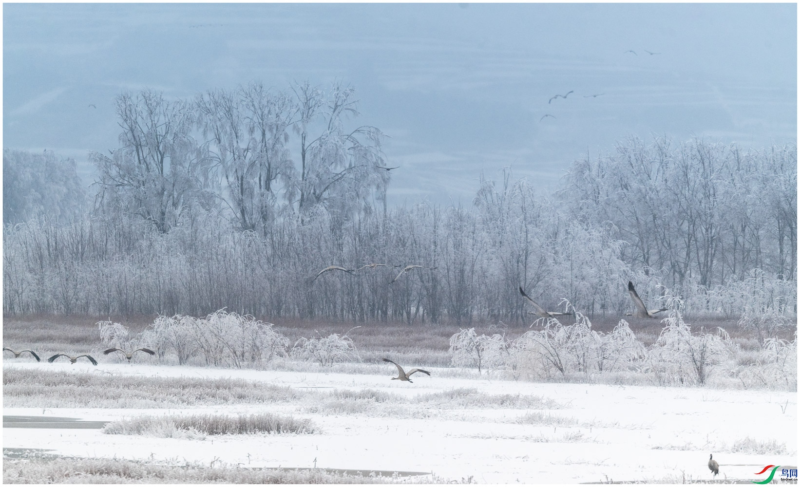 ���ֵ��峿