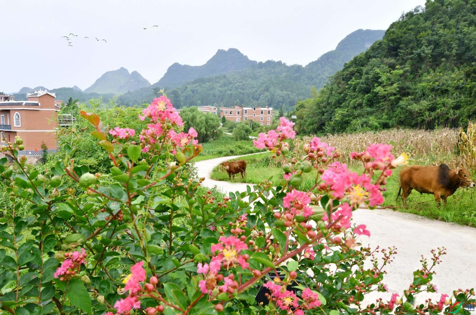 柳暗花明又一村