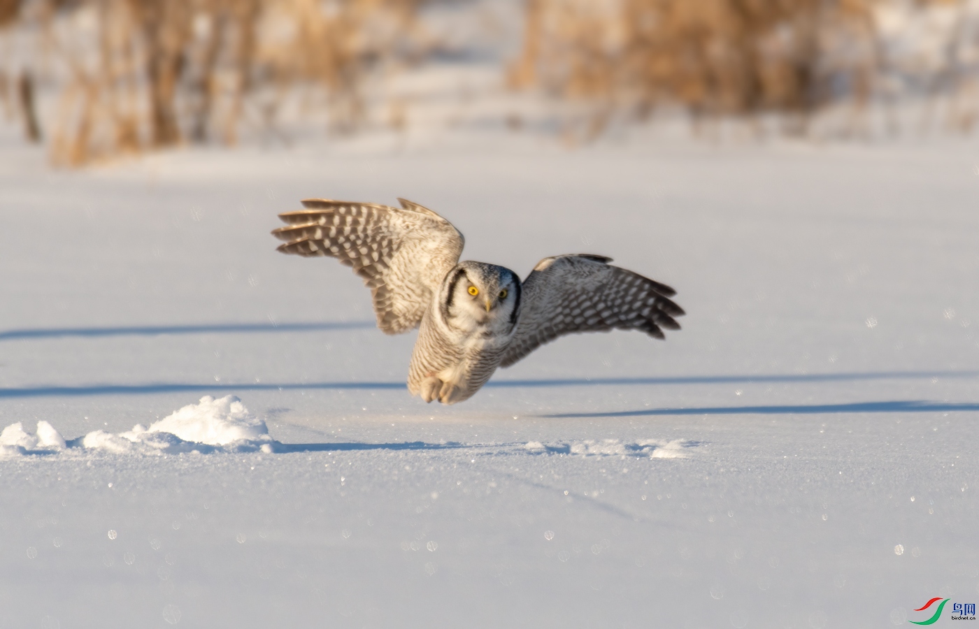 DSC_2009--.jpg