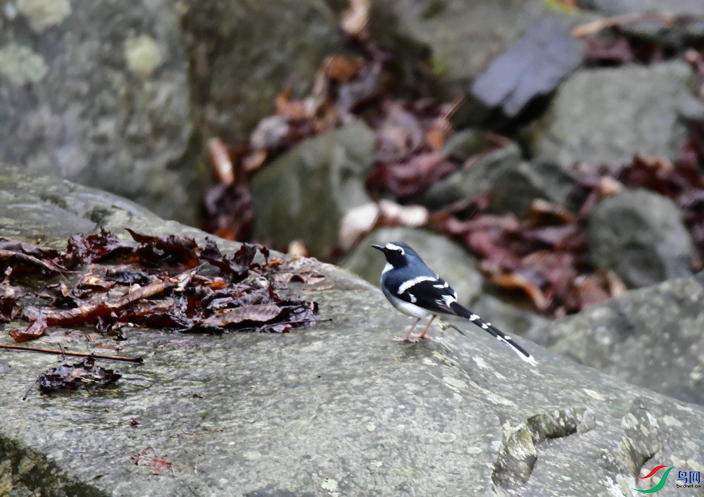 DSC_3481.JPG