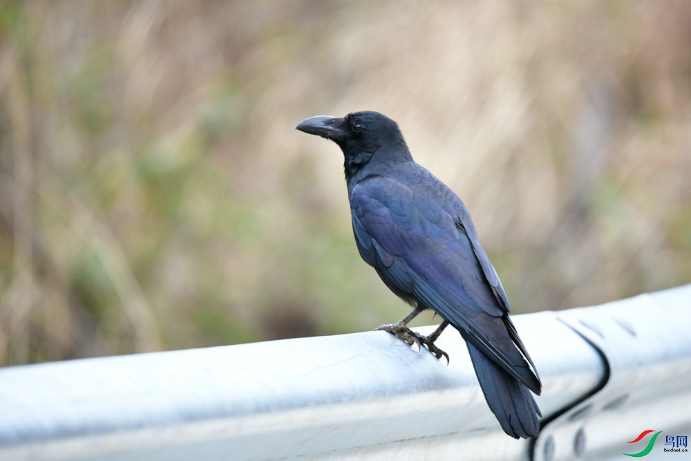DSC_3525.JPG