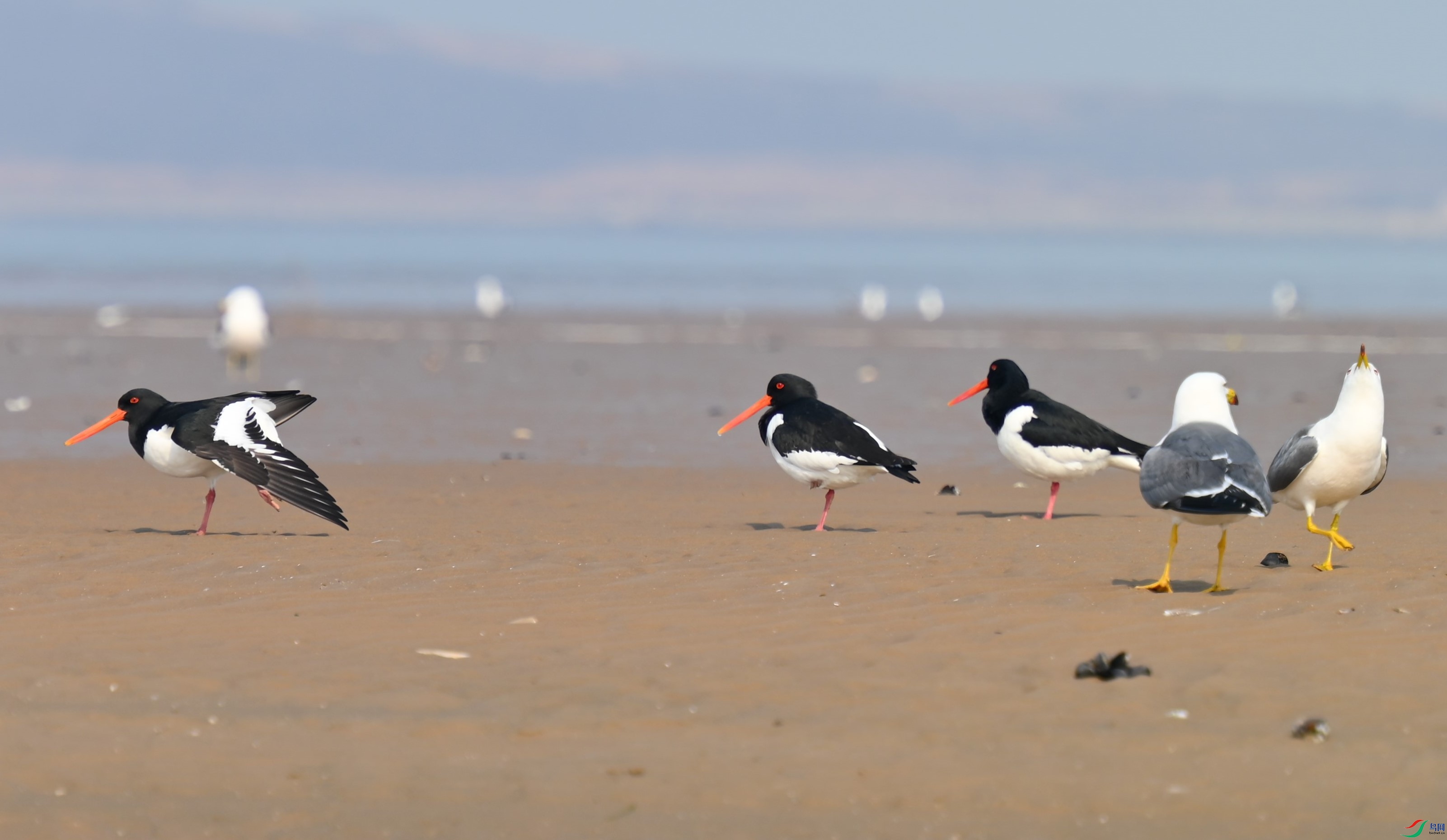 ������������ȳһ��