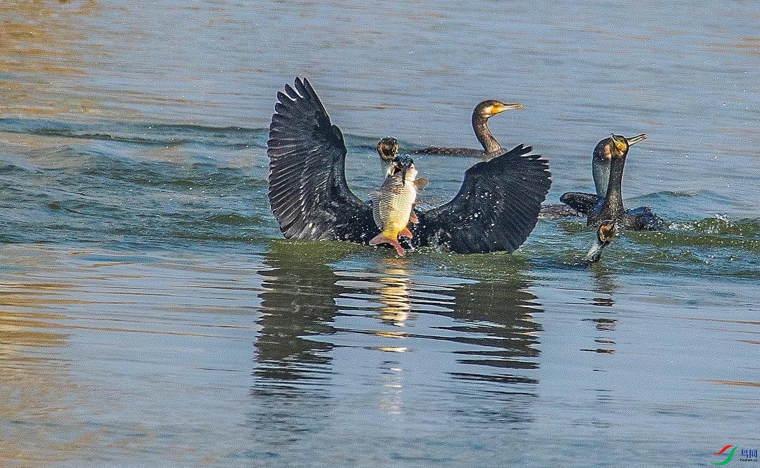 ӥ��Ұζ     ���� (1).jpg