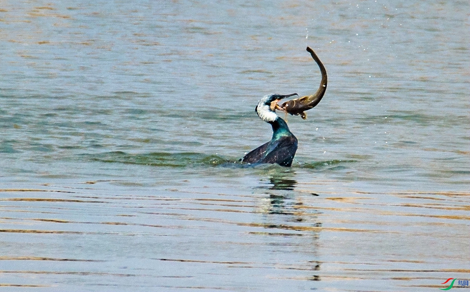 ӥ��Ұζ     ���� (3).jpg