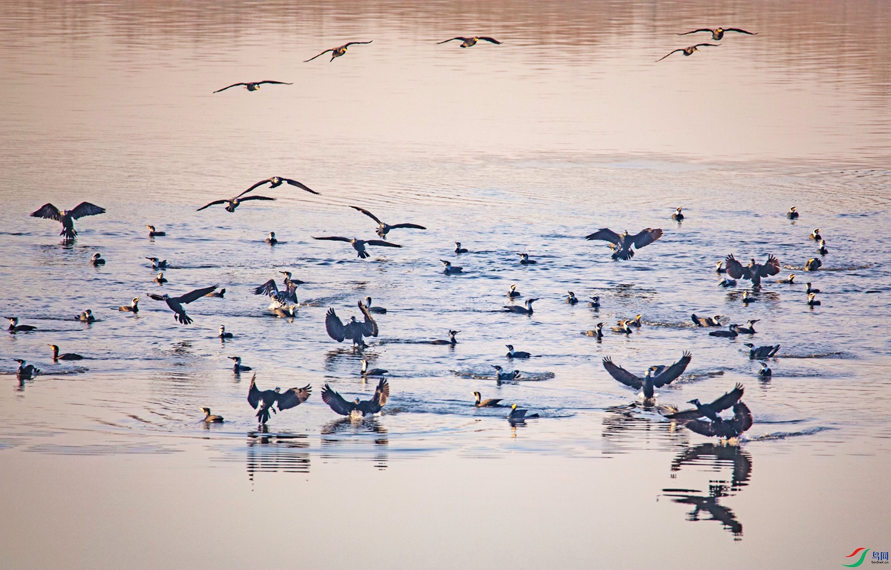 ӥ��Ұζ ���**.jpg