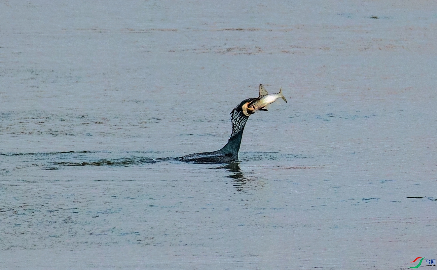 ӥ��Ұζ     ��ͷ�� (4).jpg