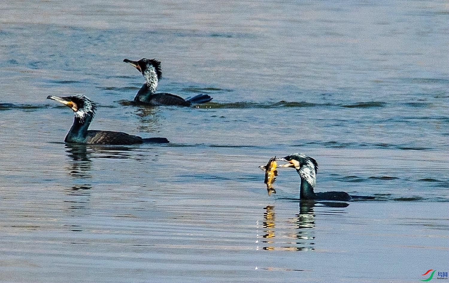 ӥ��Ұζ     ������ (2).jpg