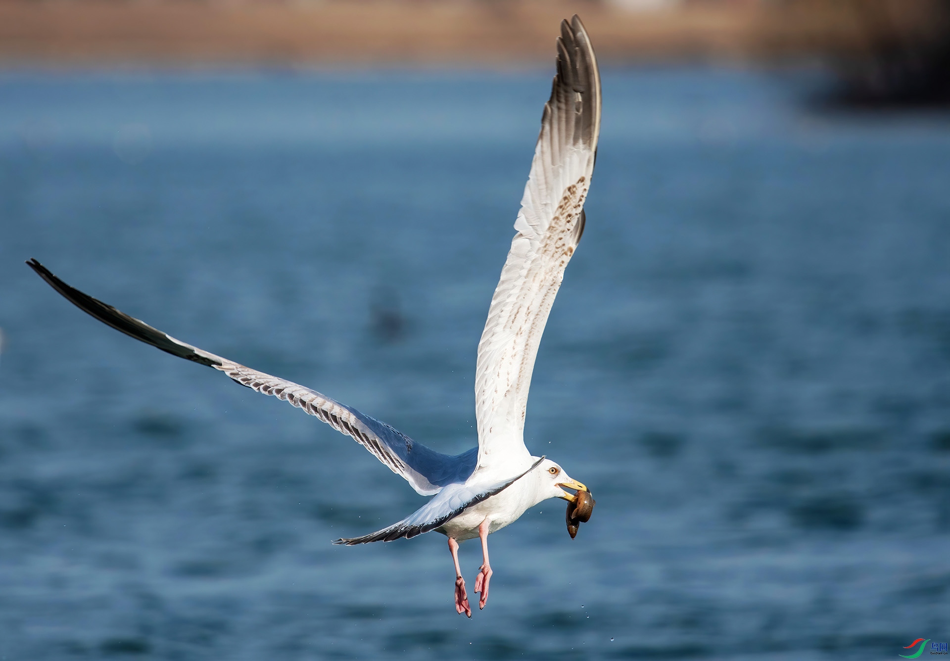 DSC_1571-DeNoiseAI-denoise.jpg