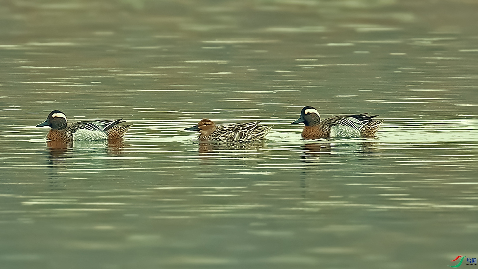 ���� 01.00_00_13_18.Still001.jpg