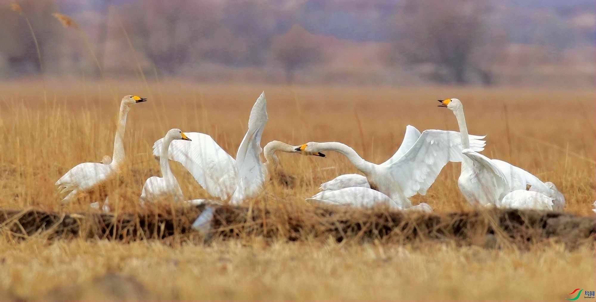 芦苇深处的鹅鸣