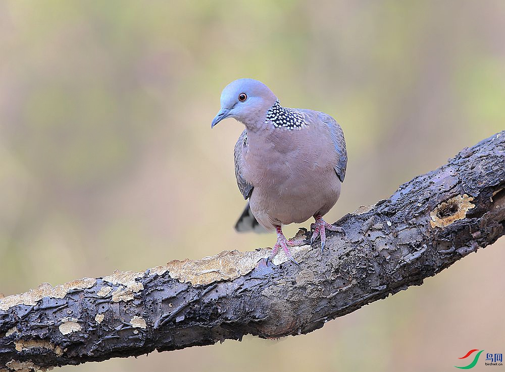 斑鳩