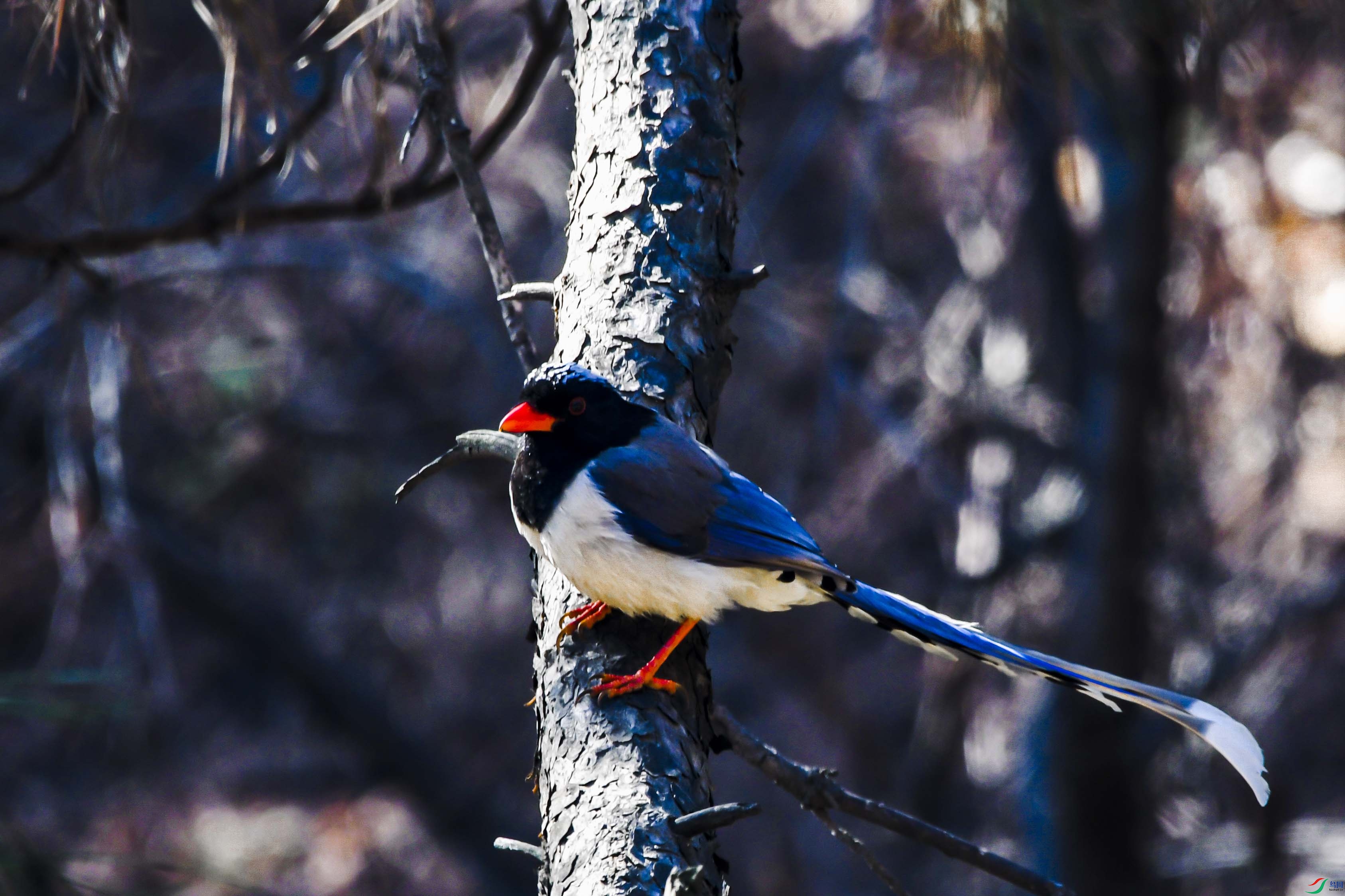 歪脖树上歇歇脚