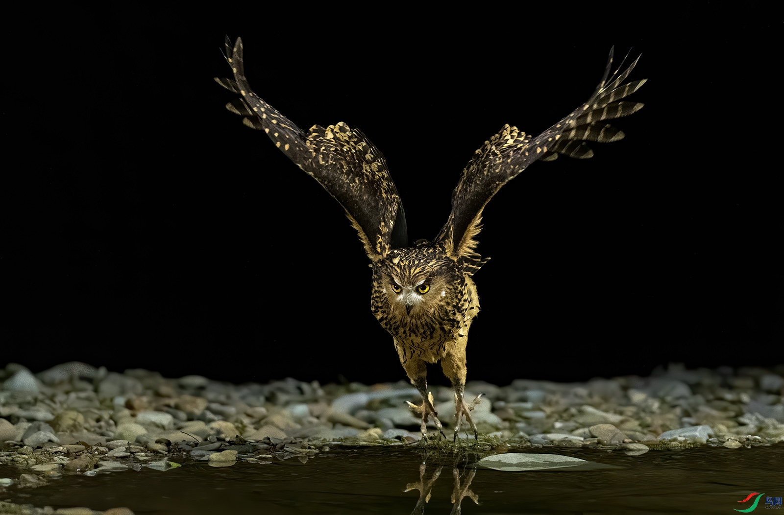 [林鸟] 出击--黄腿渔鸮【恭喜获得鸟类精华】