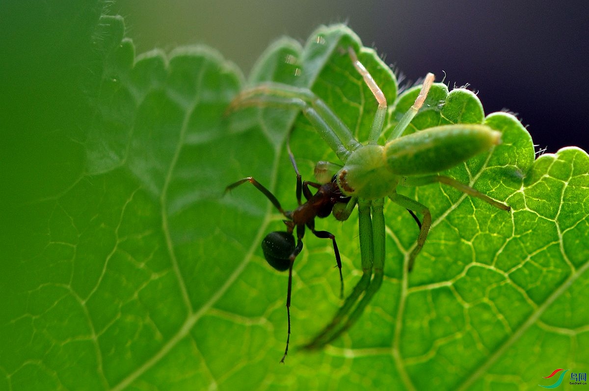 蟹蛛捕蚁