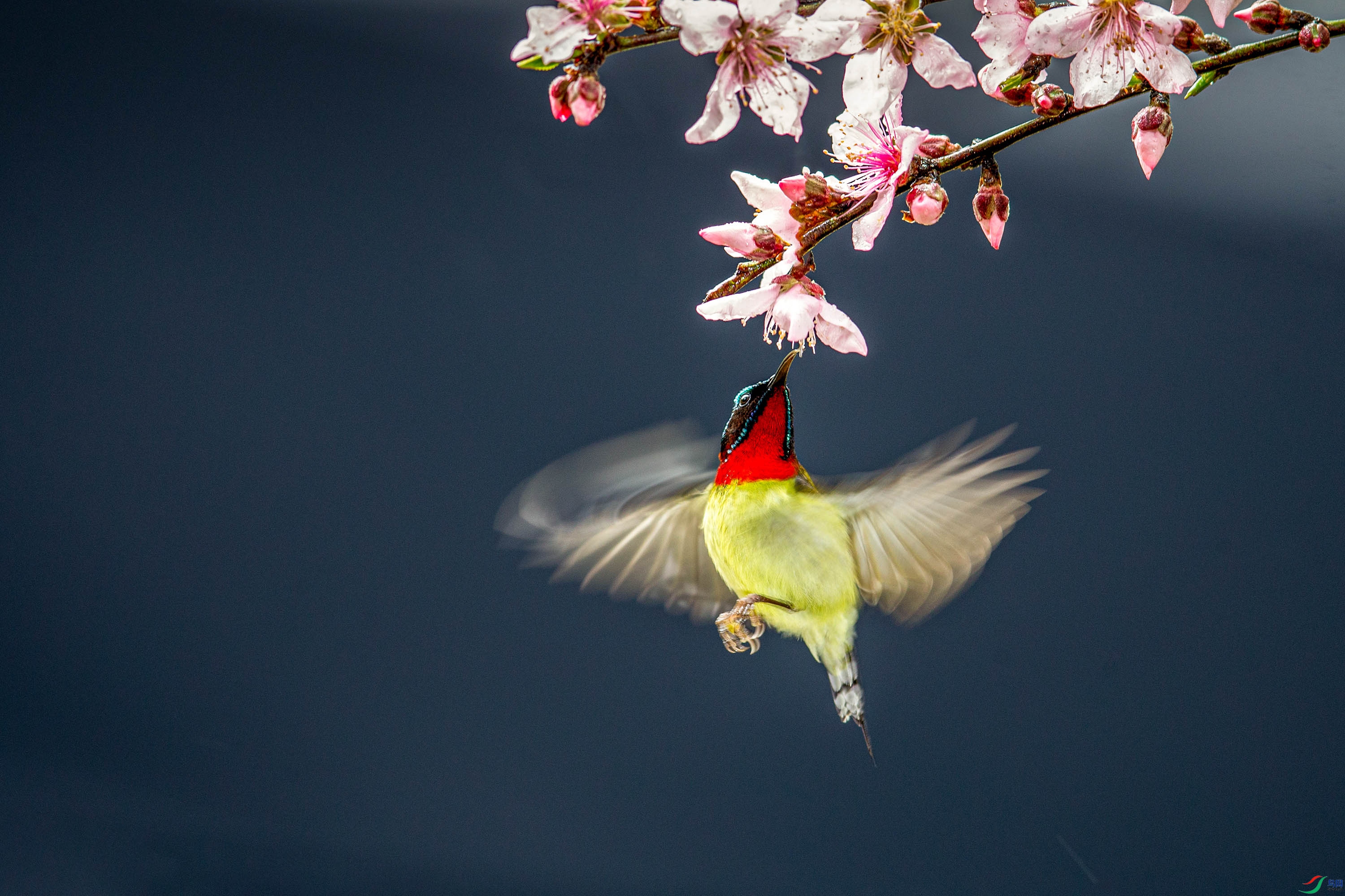 桃花与太阳鸟