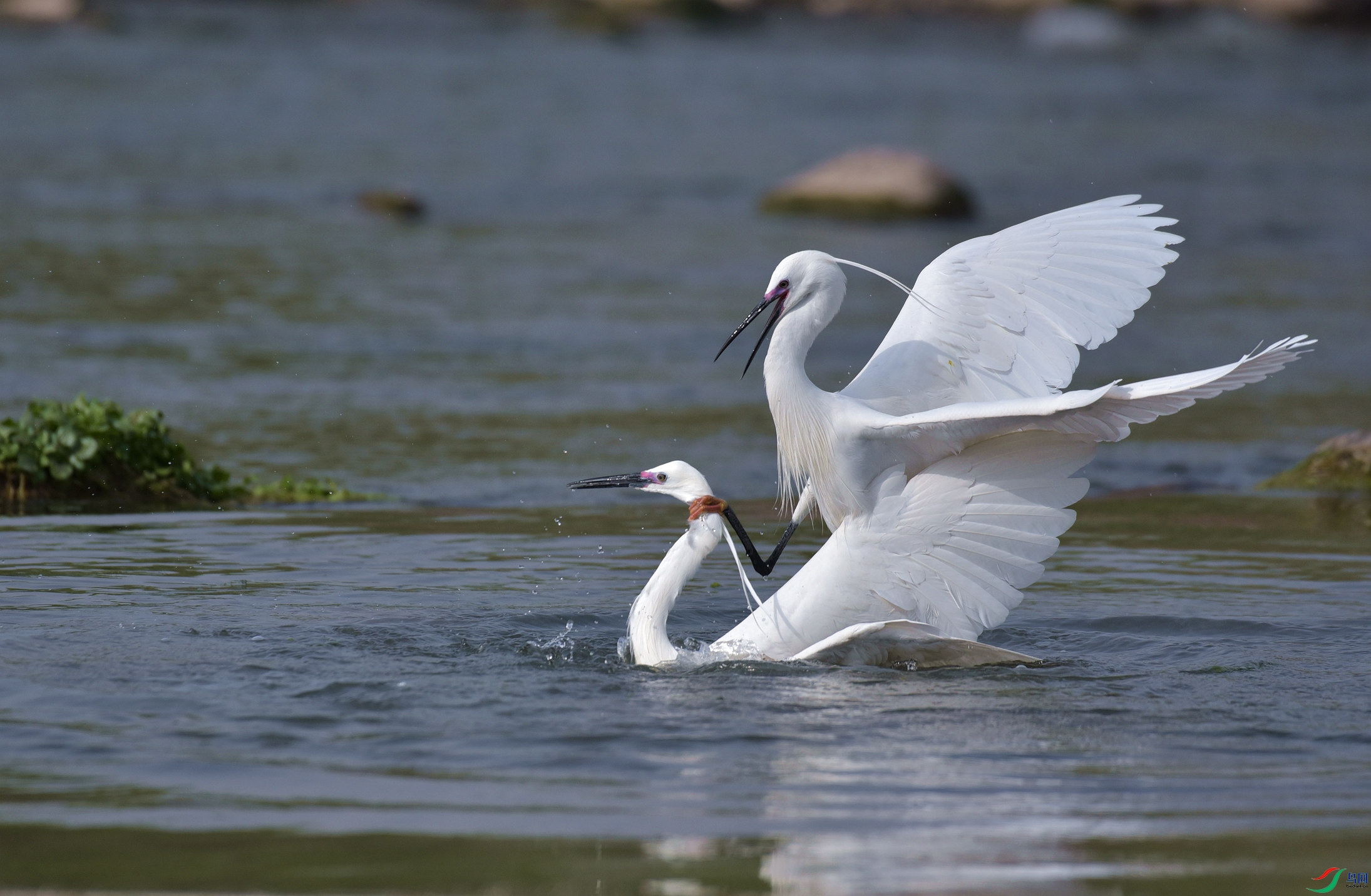 本帖最后由 虫朋鸟友 于 2021-4-8 19:01 编辑