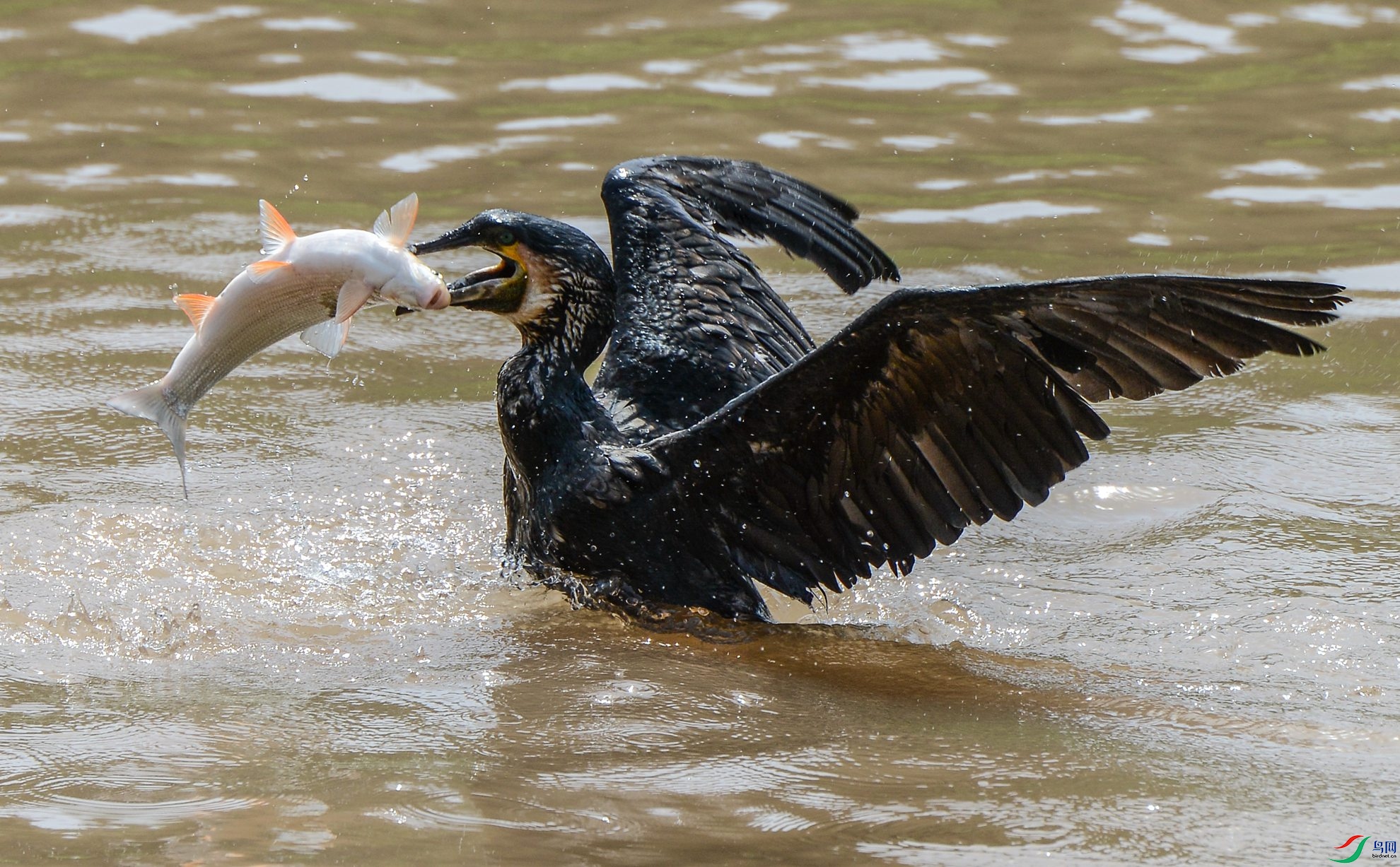 DSC_6289.jpg