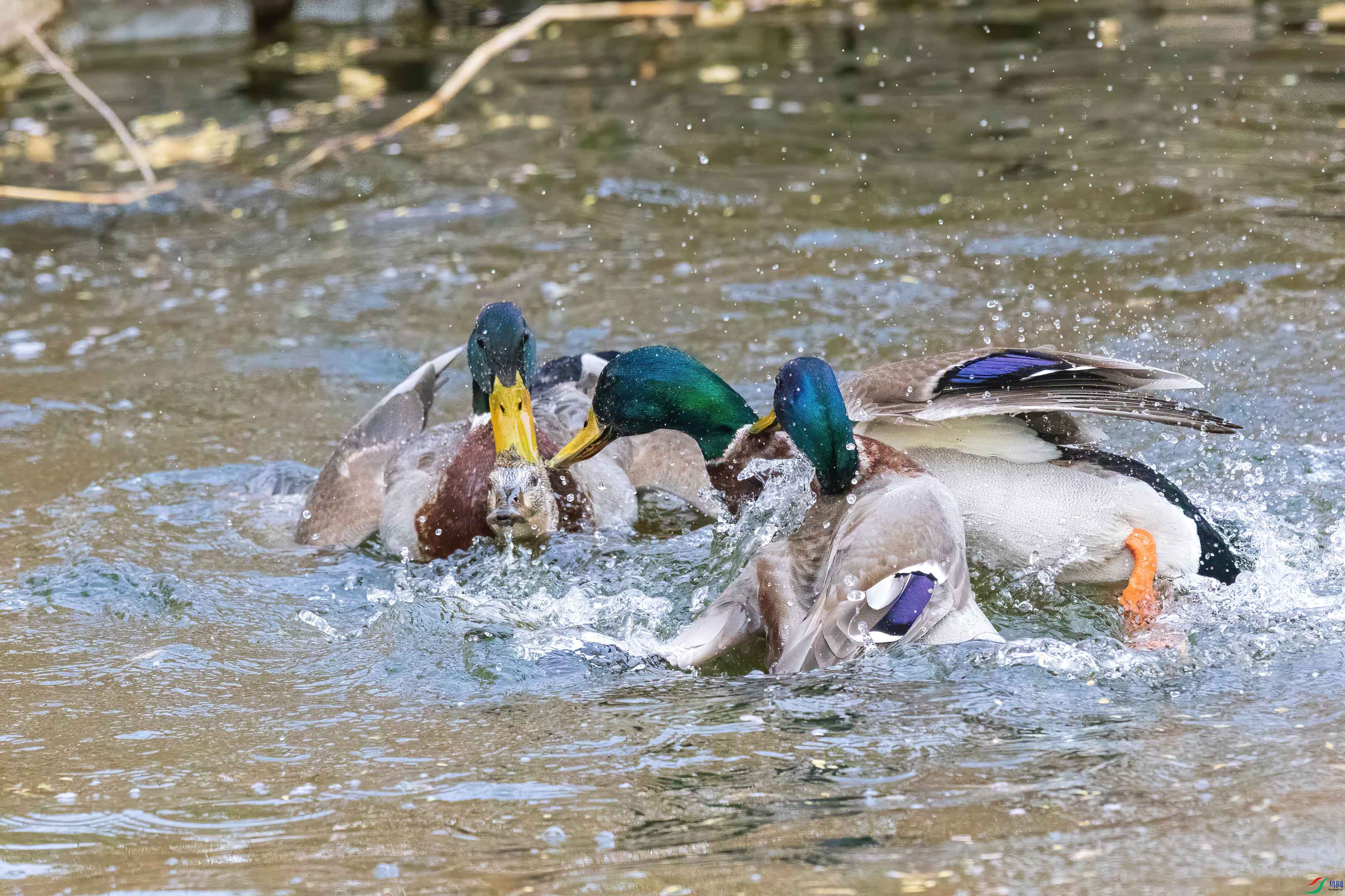086A4533-DS-s.jpg