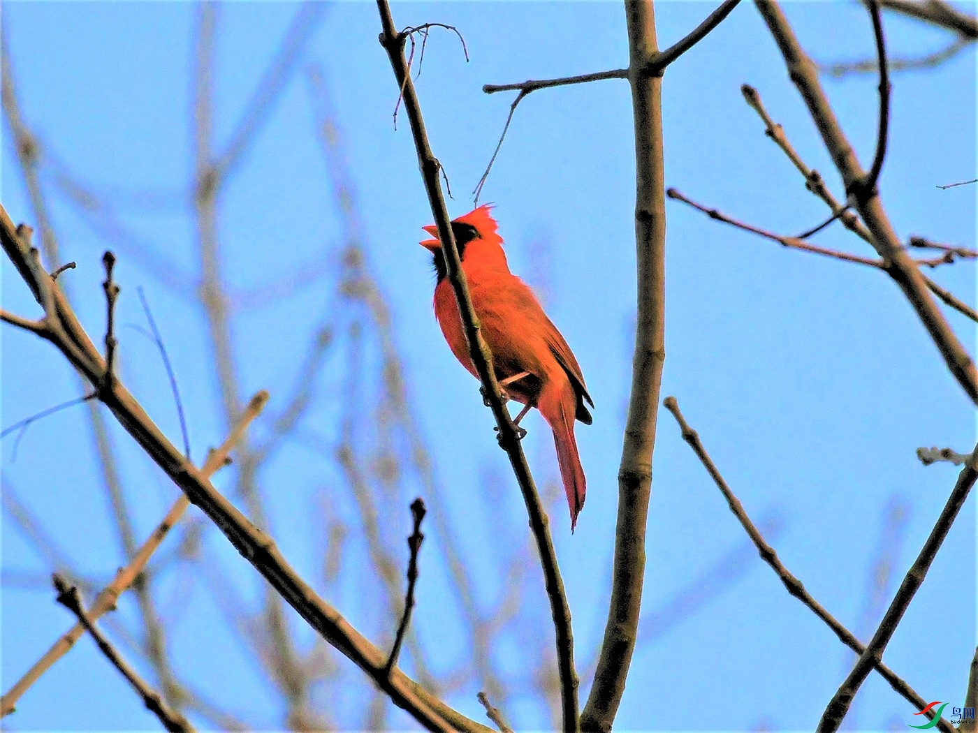 红雀鸣唱小视频