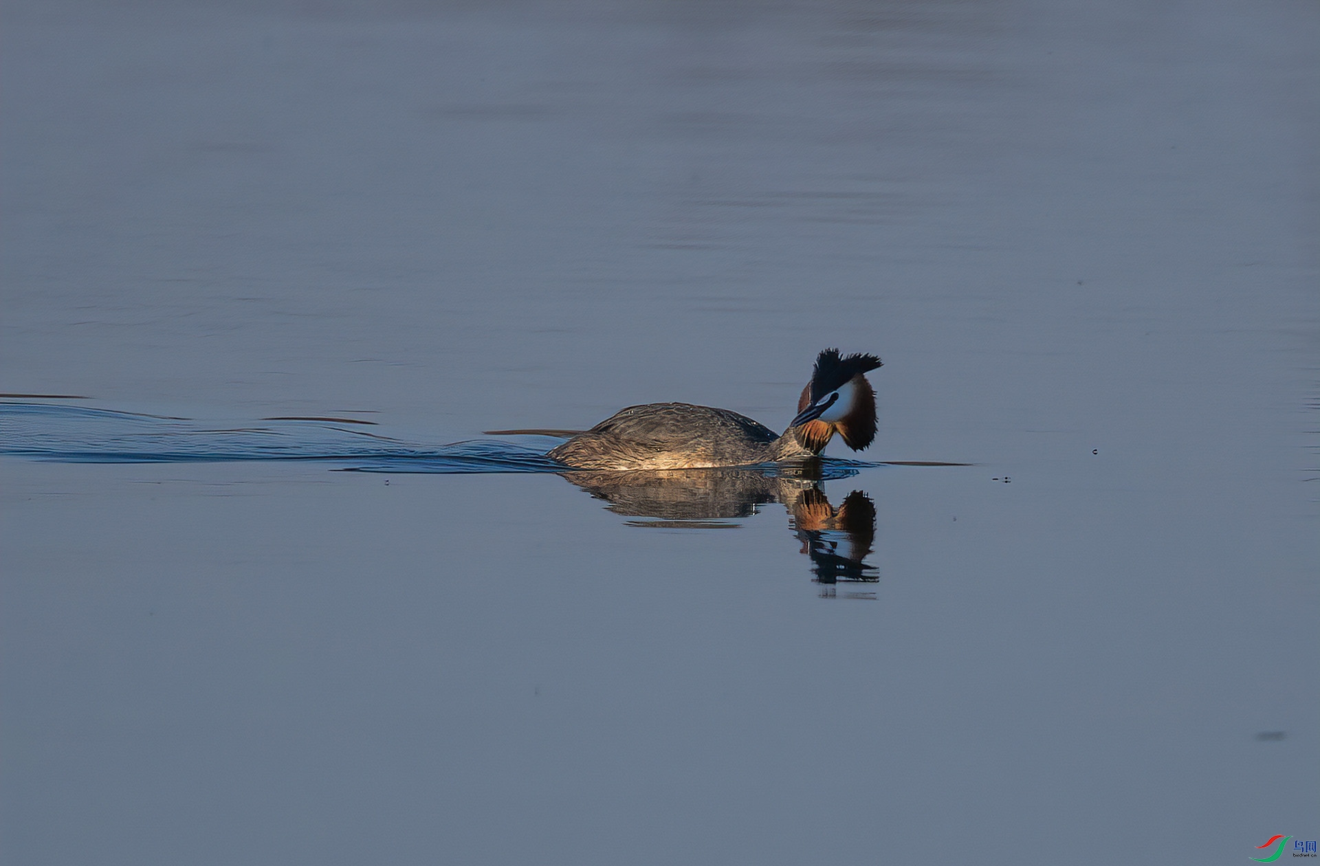 DSC_2891-DeNoiseAI-clear.jpg