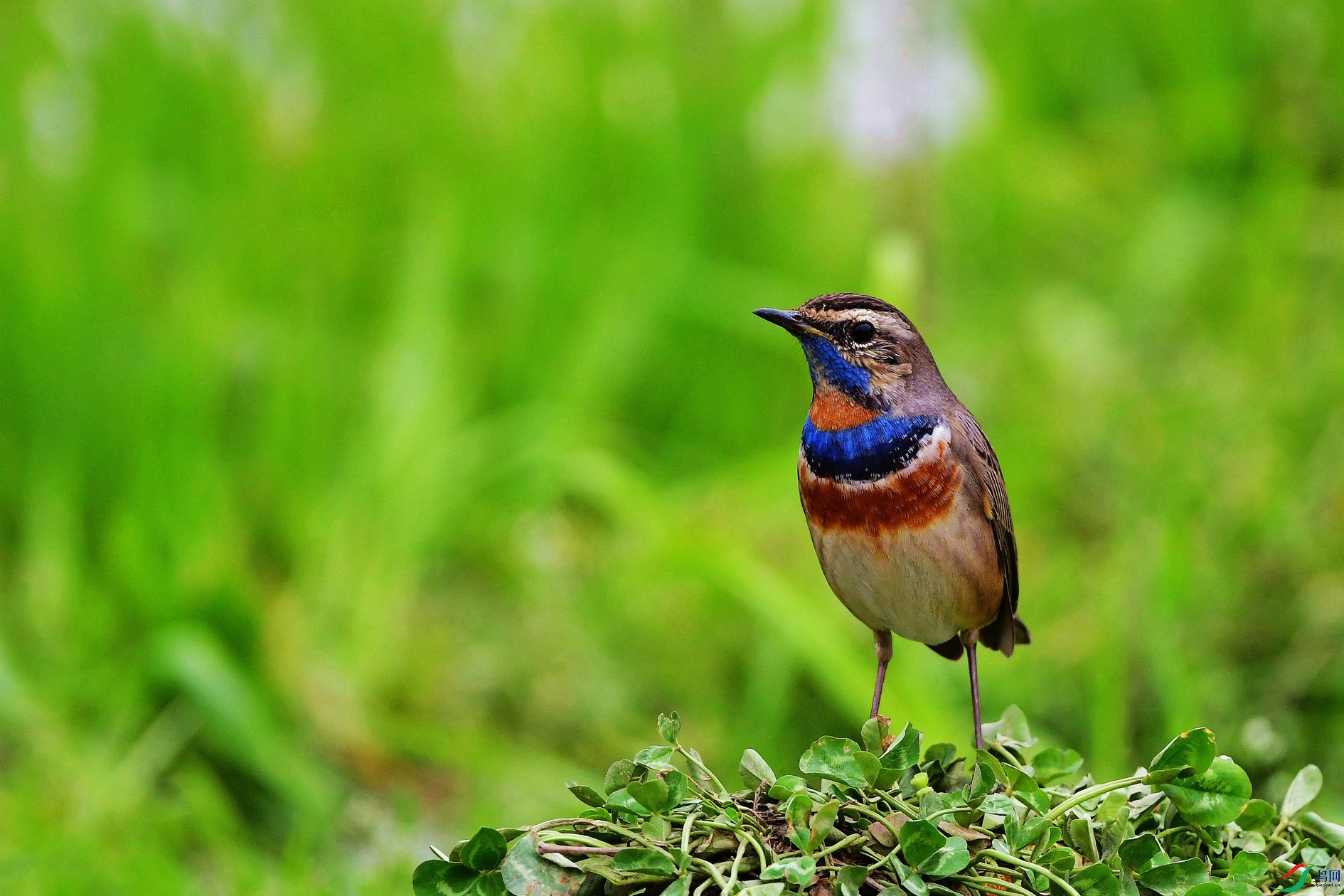 蓝喉歌鸲雌鸟图片