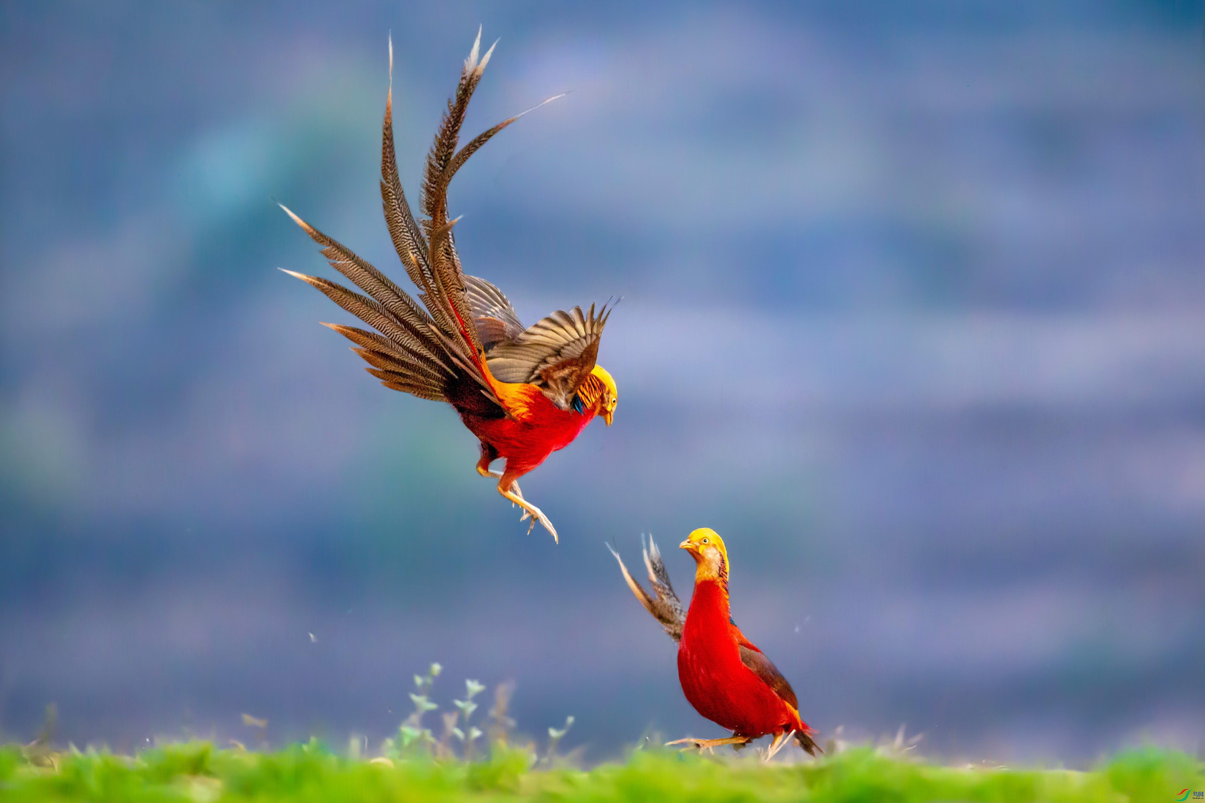 战事又起祝贺佳作荣获首页精华