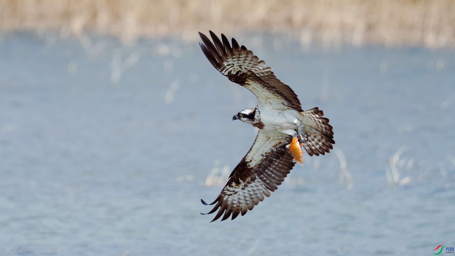 B60O6946-1.jpg