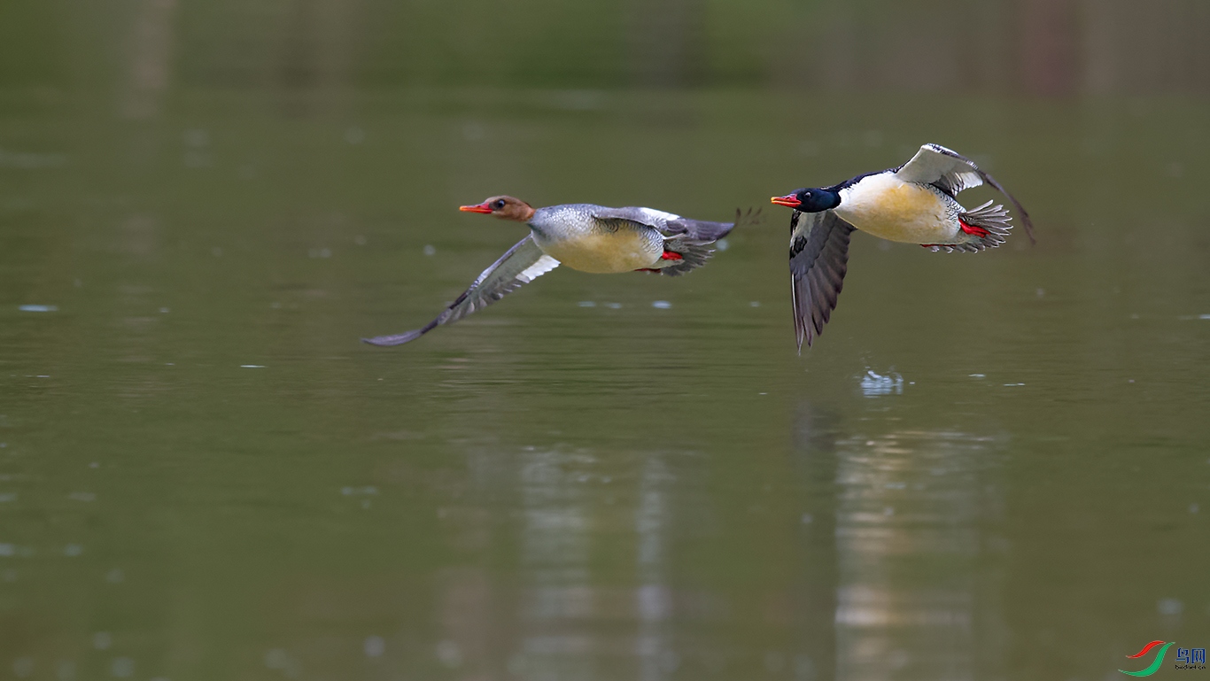 DSC_9760_DxOa.jpg