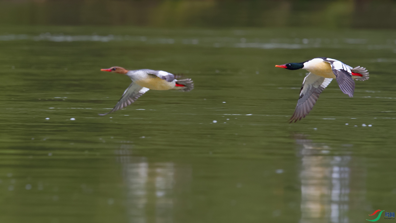 DSC_9763_DxOa.jpg