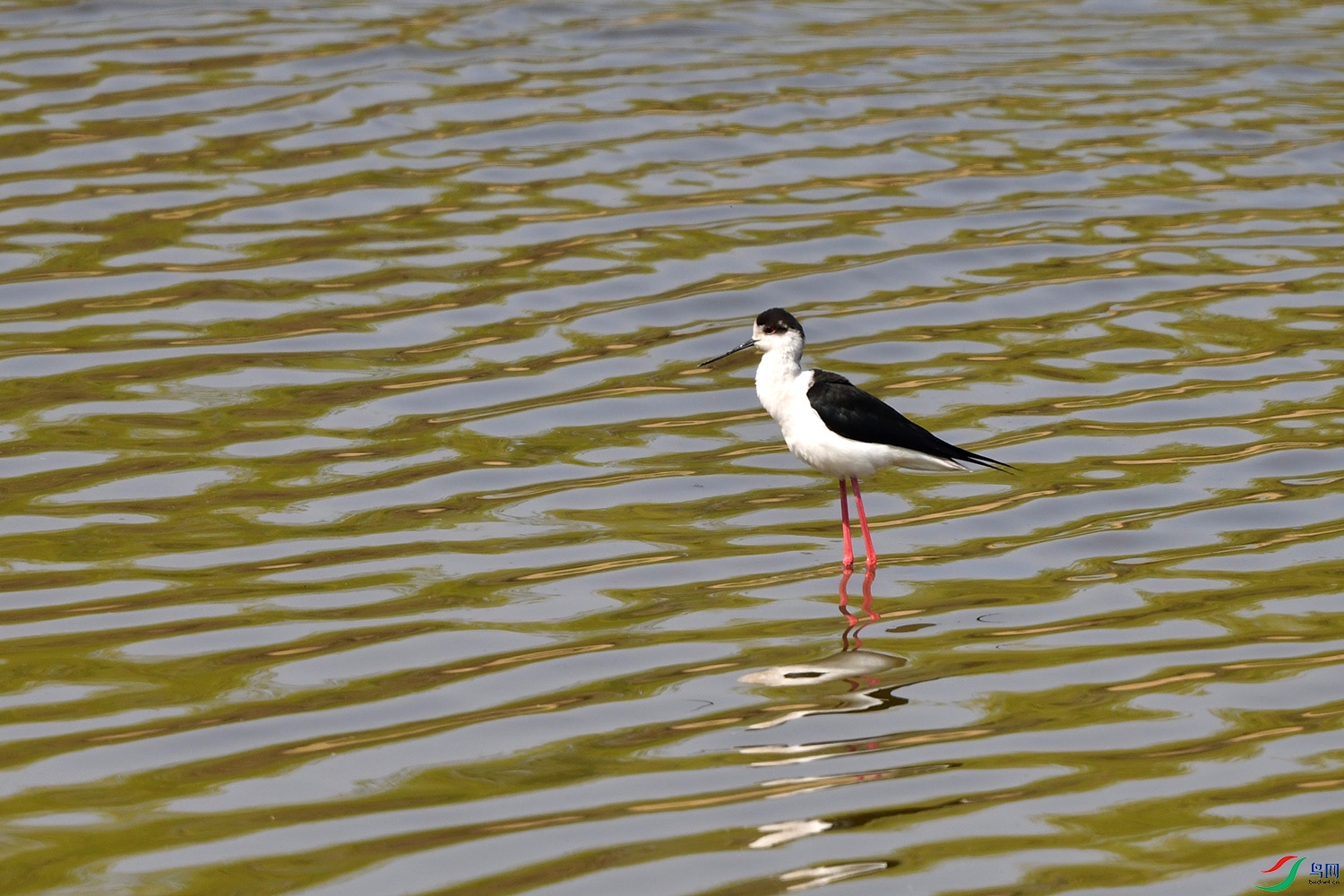 DSC_1335.jpg