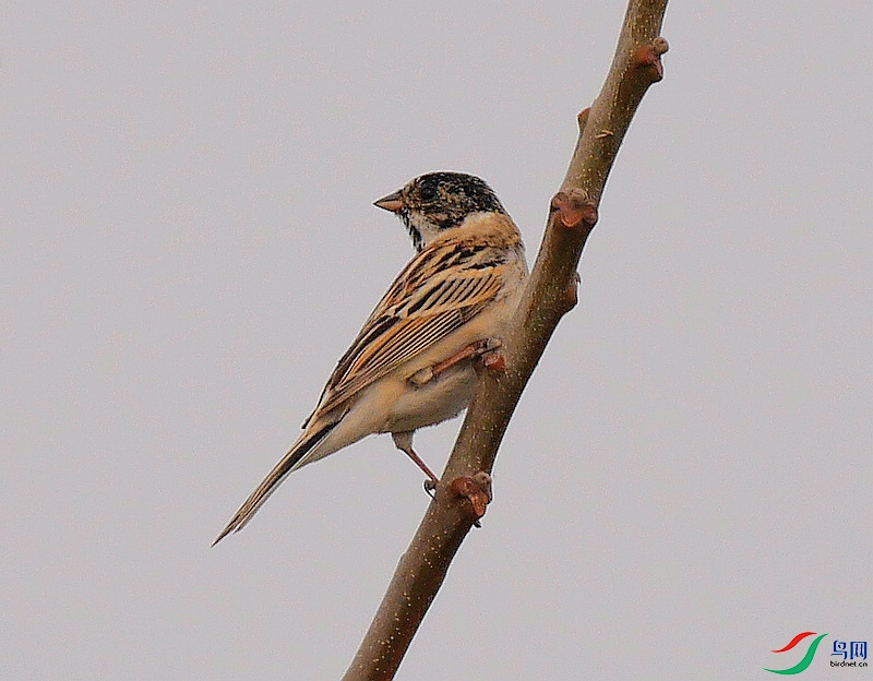 P6330839 - ����.JPG