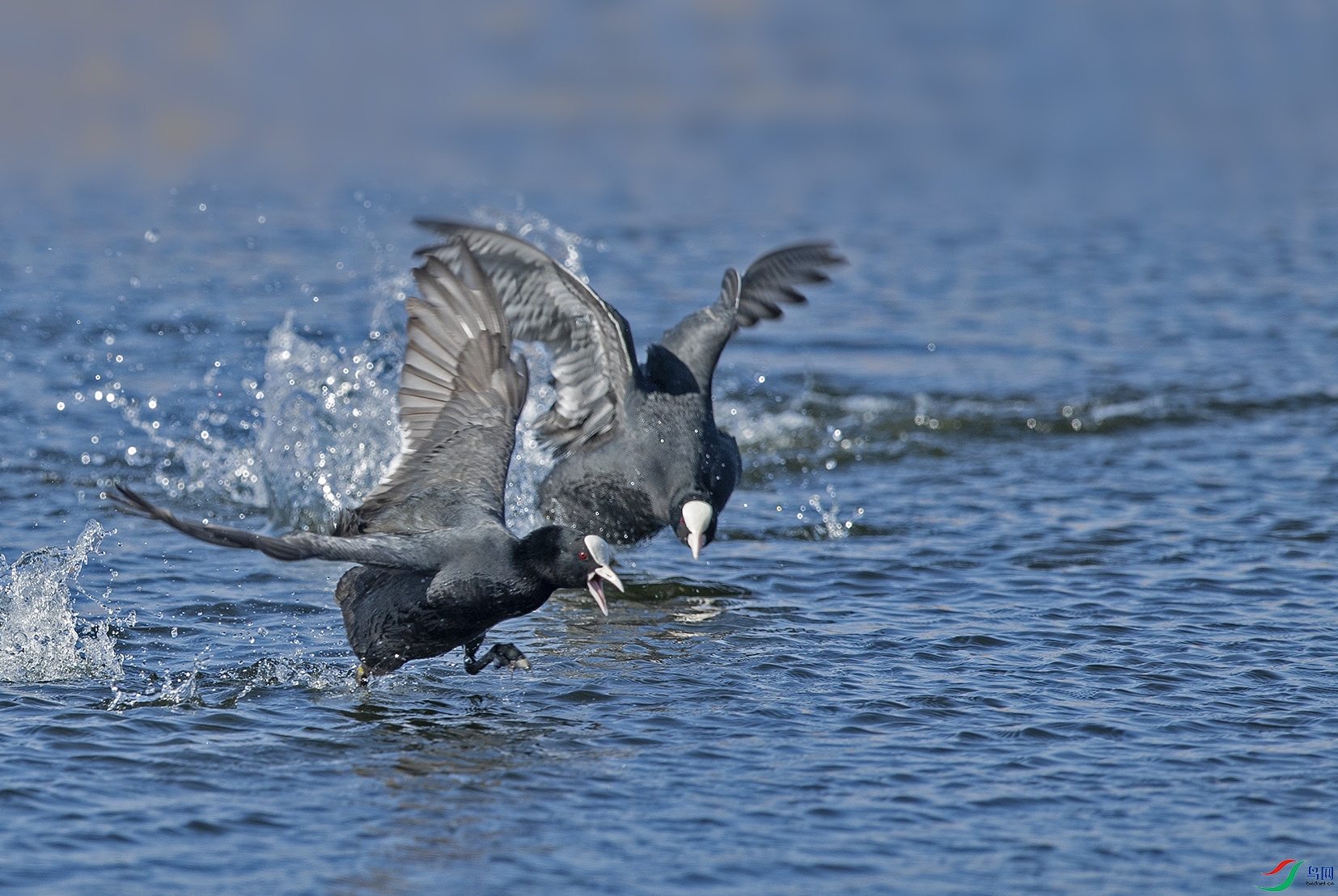 DSC_9374.jpg