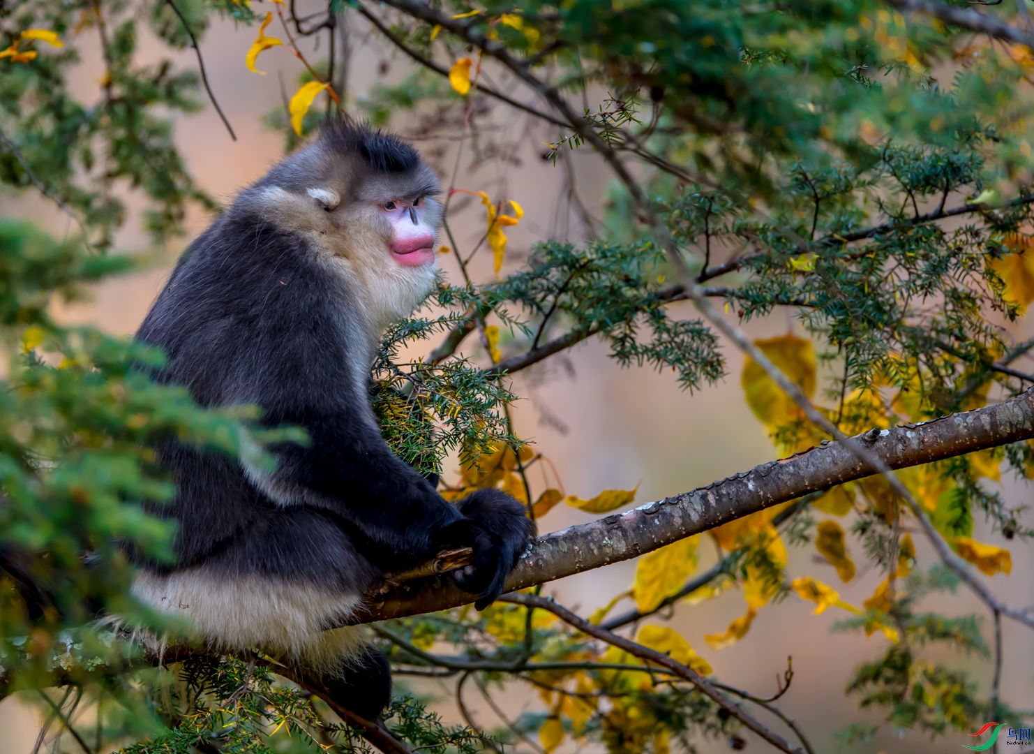 滇金丝猴祝贺老师佳作荣获鸟类精华
