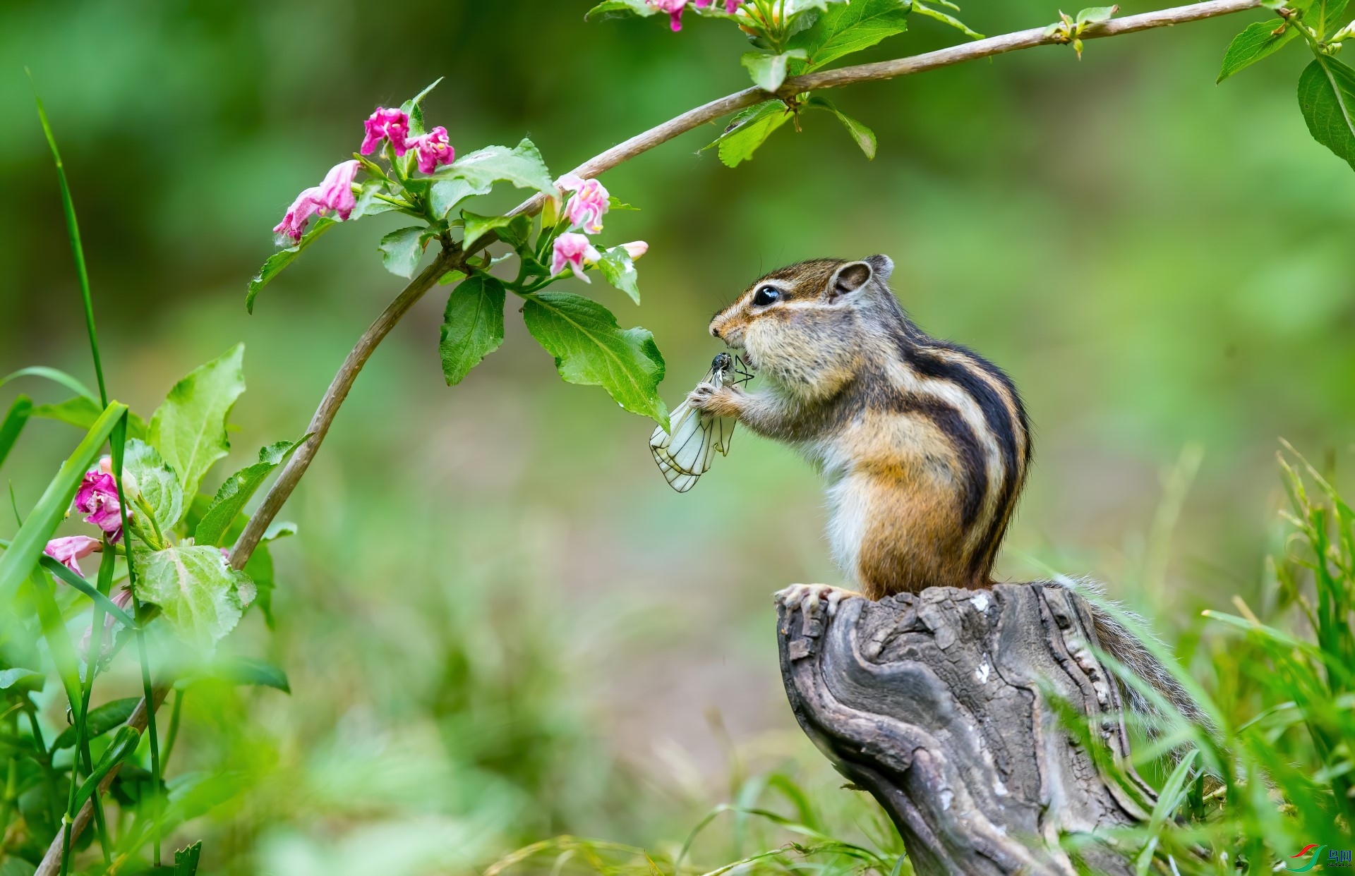 花栗鼠吃蝴蝶