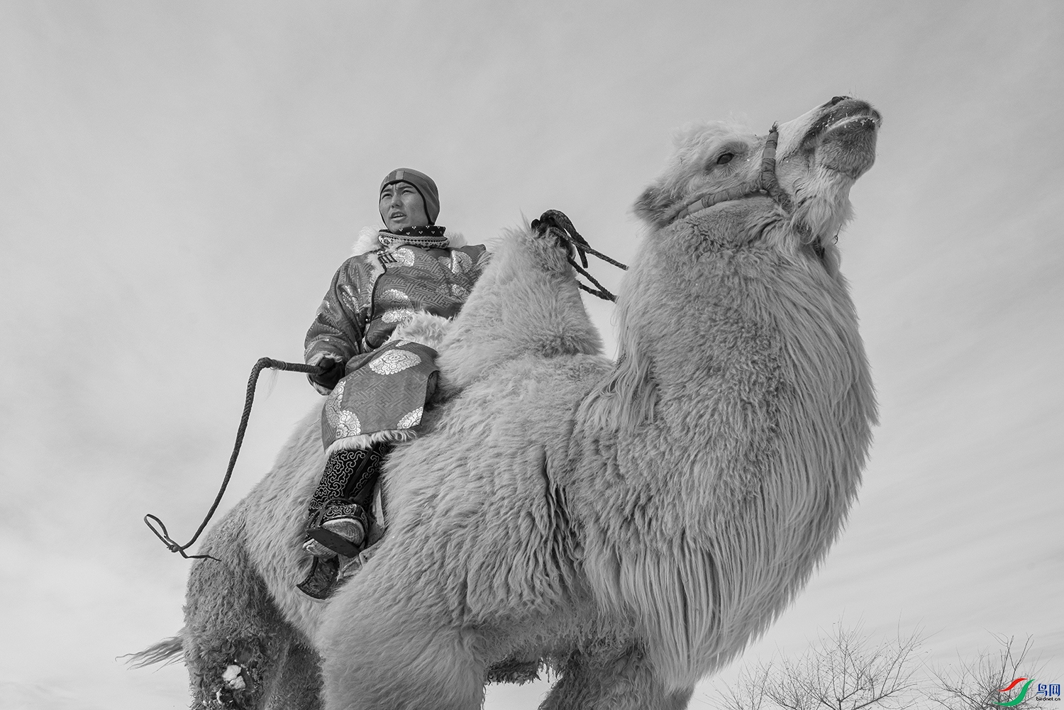 骆驼背上男人