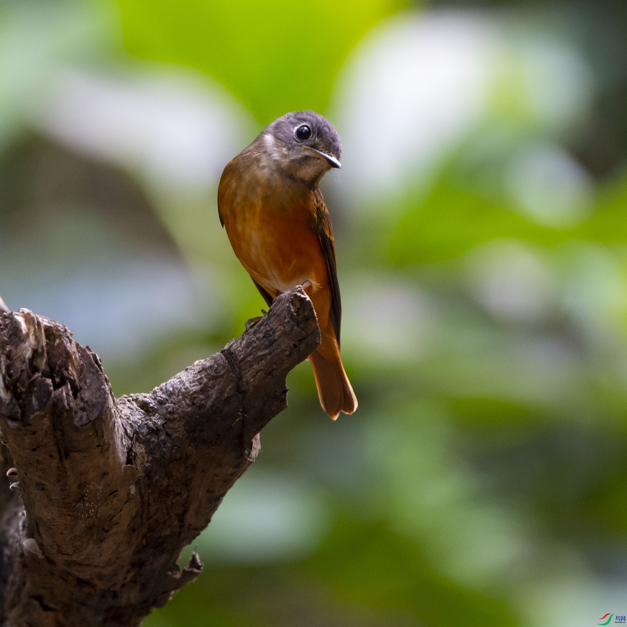火炉山棕尾褐鹟