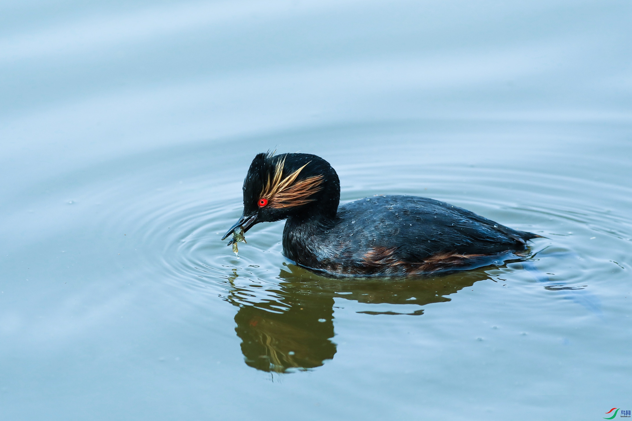 黑颈鸊鷉之标准照另三张