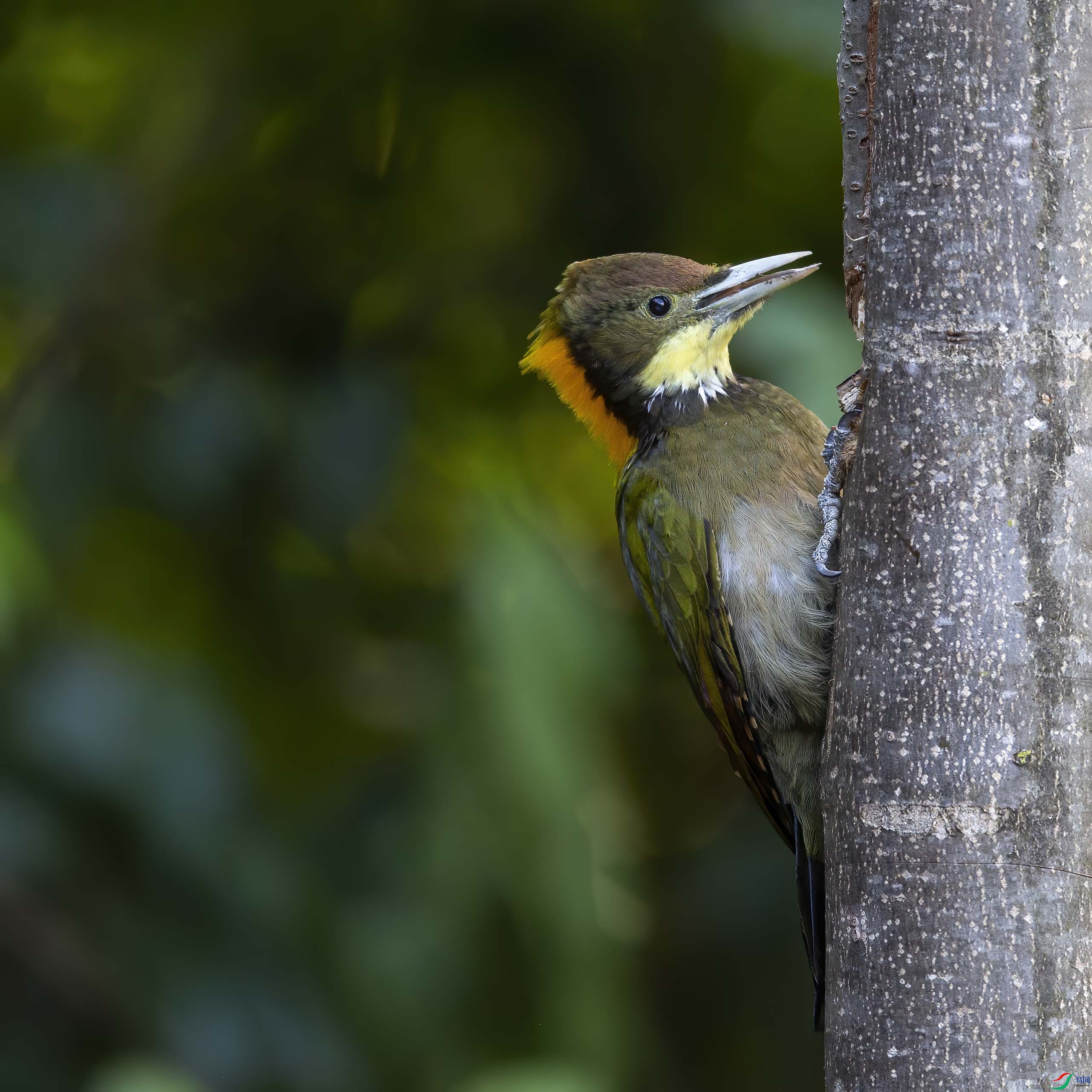 大黄冠啄木鸟