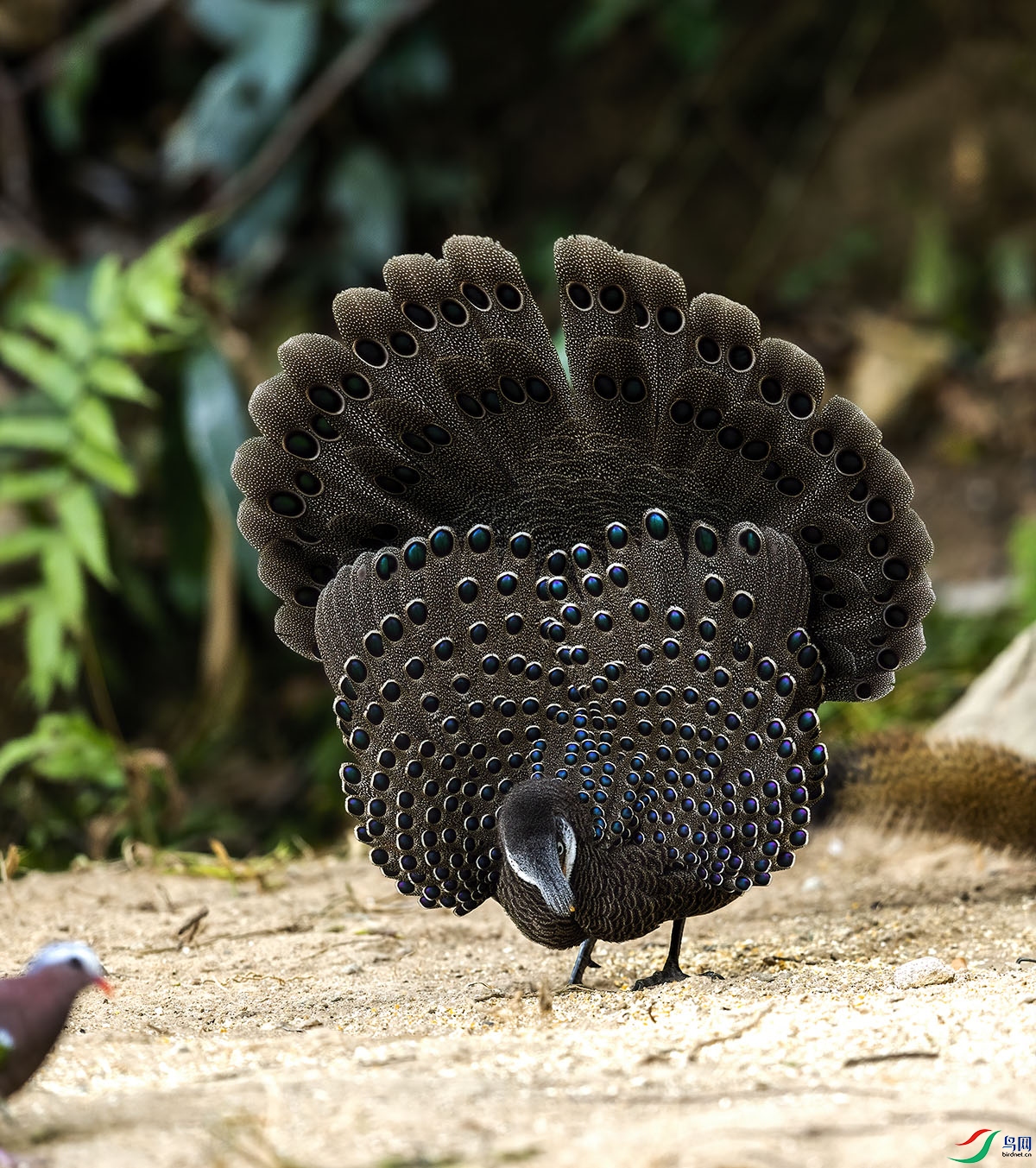 灰孔雀雉002.jpg