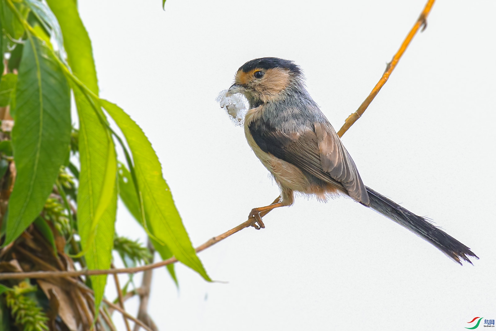 衔草做窝的银喉长尾山雀