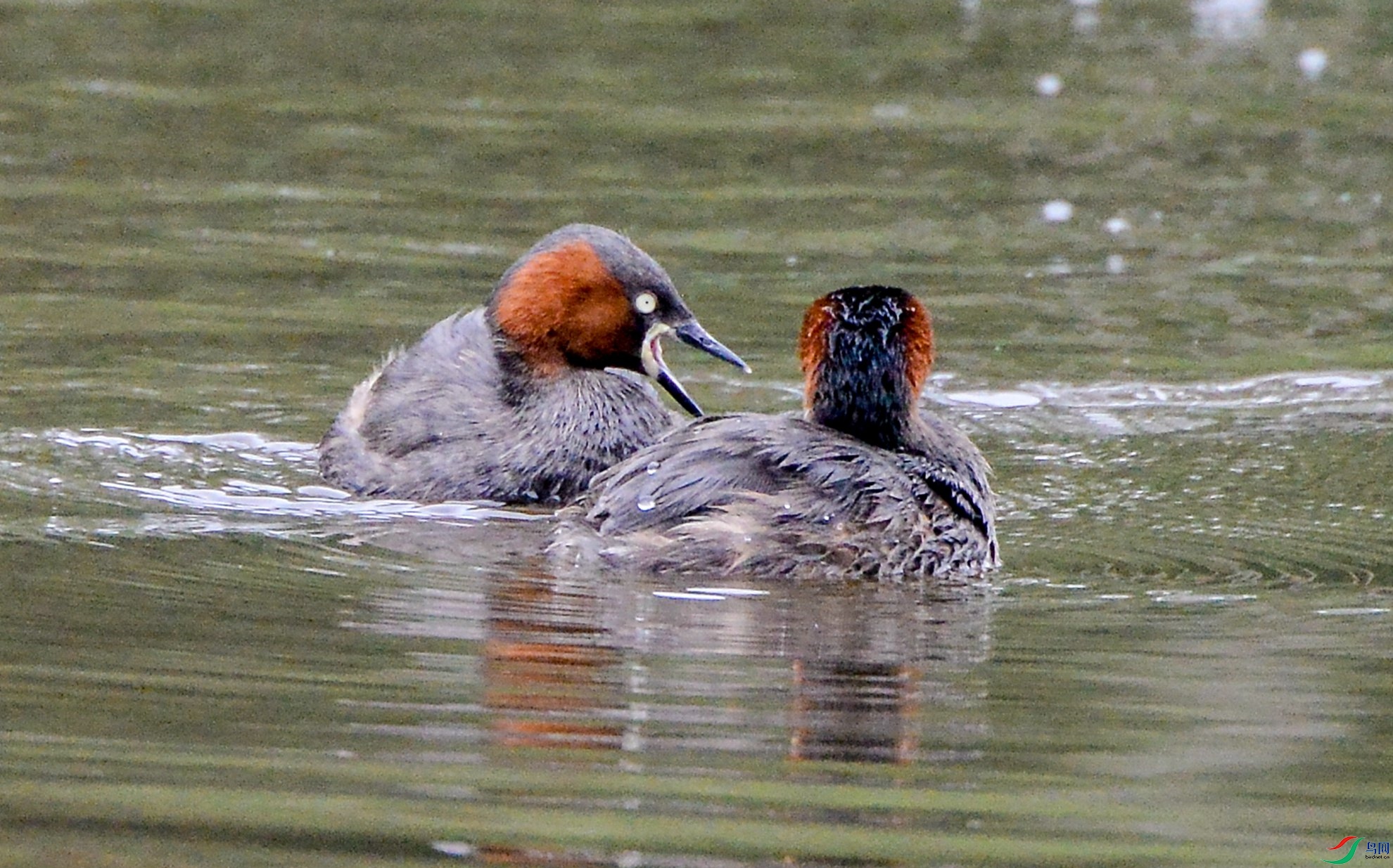 DSC_8031.jpg