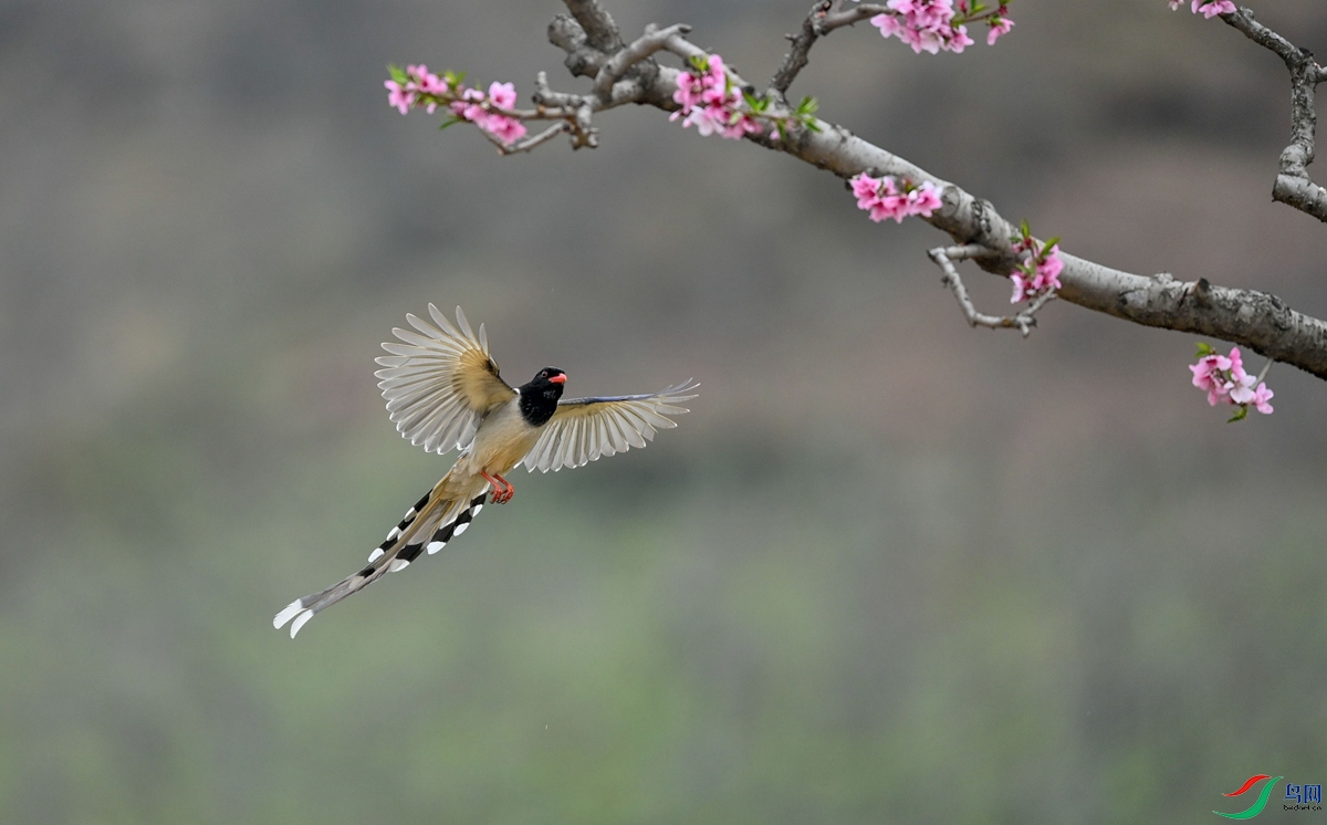 ������ȵ