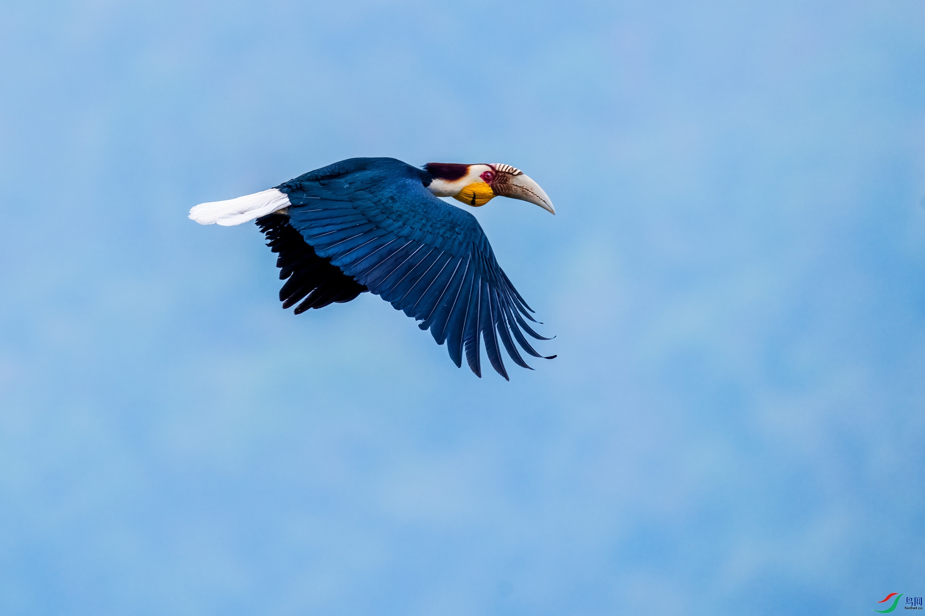 飞翔的花冠犀鸟